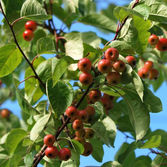 Ornamental Trees Melbourne Tall & Small Ornamental Trees